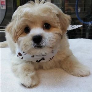 Meet your Posher, Judith